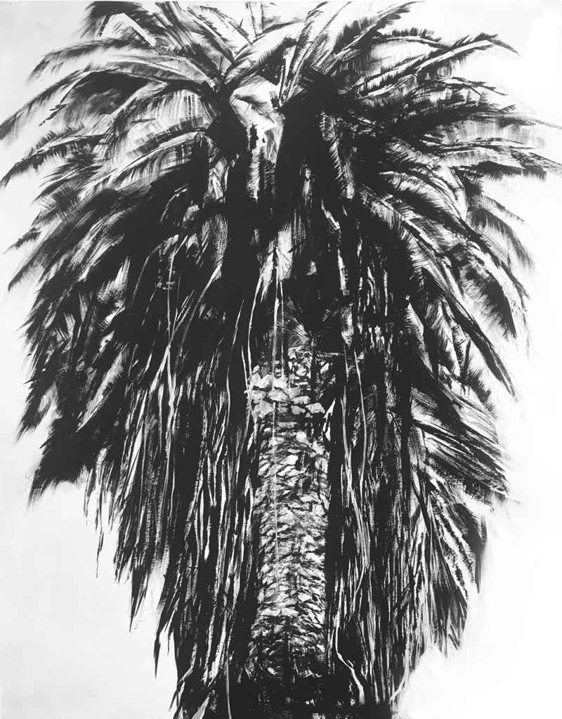 PalM TREE